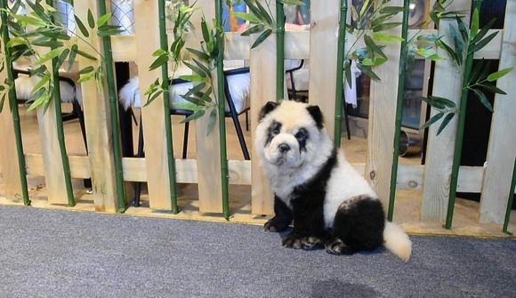 Pandahundarnir eru umdeildir