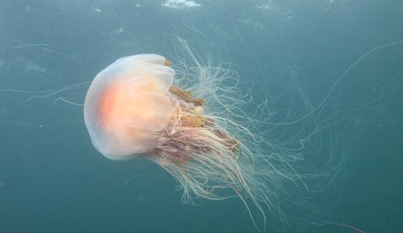 Brennihveljur geta verið langvarandi vandamál