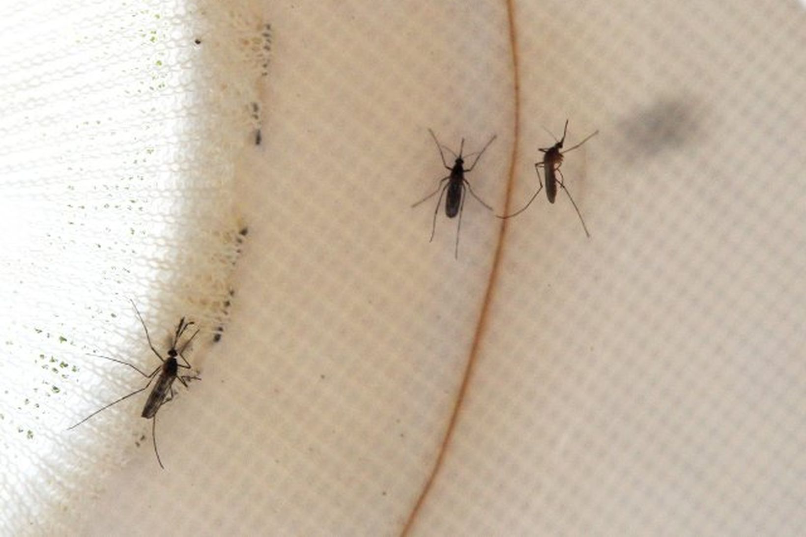 Malaría berst í fólk með biti moskító-flugnan.