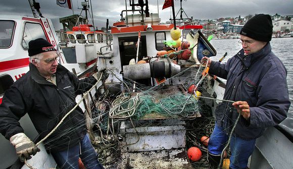 Ráðleggja minni veiðar á grásleppu