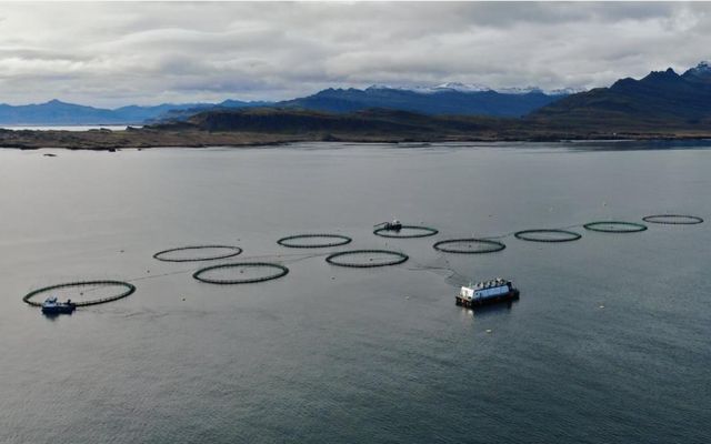 Kaldvík gerir ráð fyrir að slátra um 21.500 þúsund tonnum af laxi upp úr kvíum …