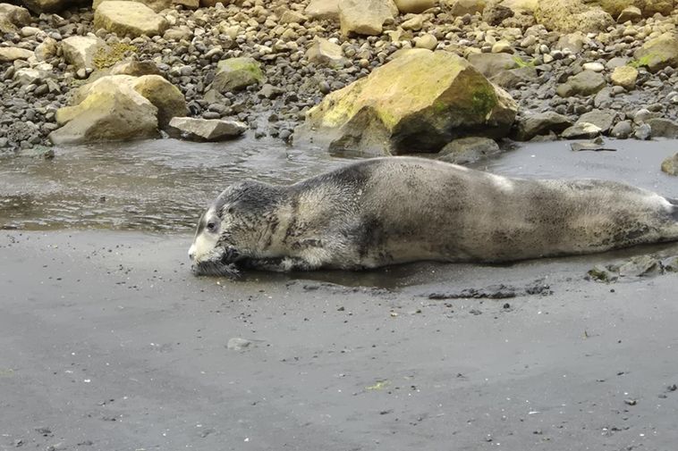 Seal resting on the shore at Þórshöfn