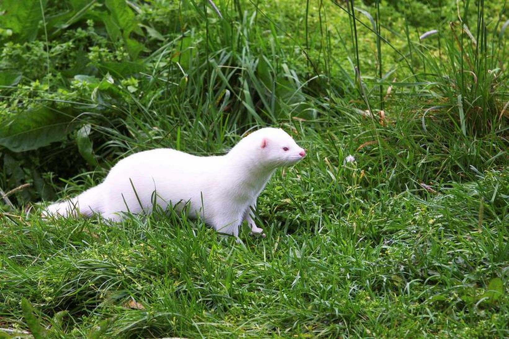 Meindýraeyðir segir fjölgun minks vandamál.