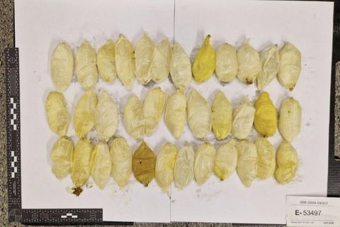 There has been a significant increase in liquid cocaine seized at the airport. There have been cases of it being smuggled internally.