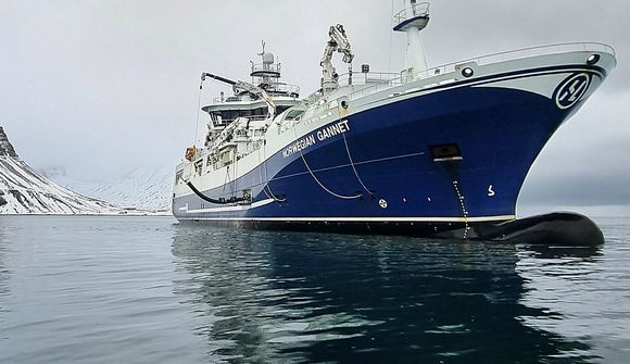 Laxinum slátrað beint úr kvíunum