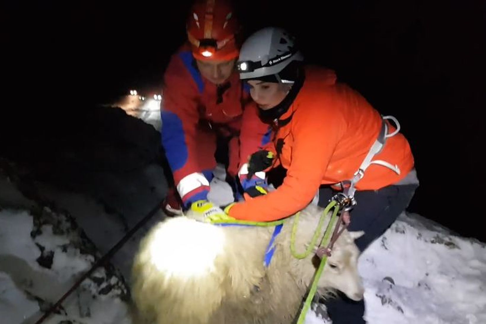 Björgunarsveitarfólk björgunarsveitarinnar Þorbjörns í Grindavík kom fjórum rollum til bjargar …