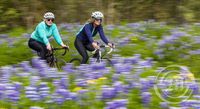 Tvær hressar þjóta gegnum lúpínuskóginn