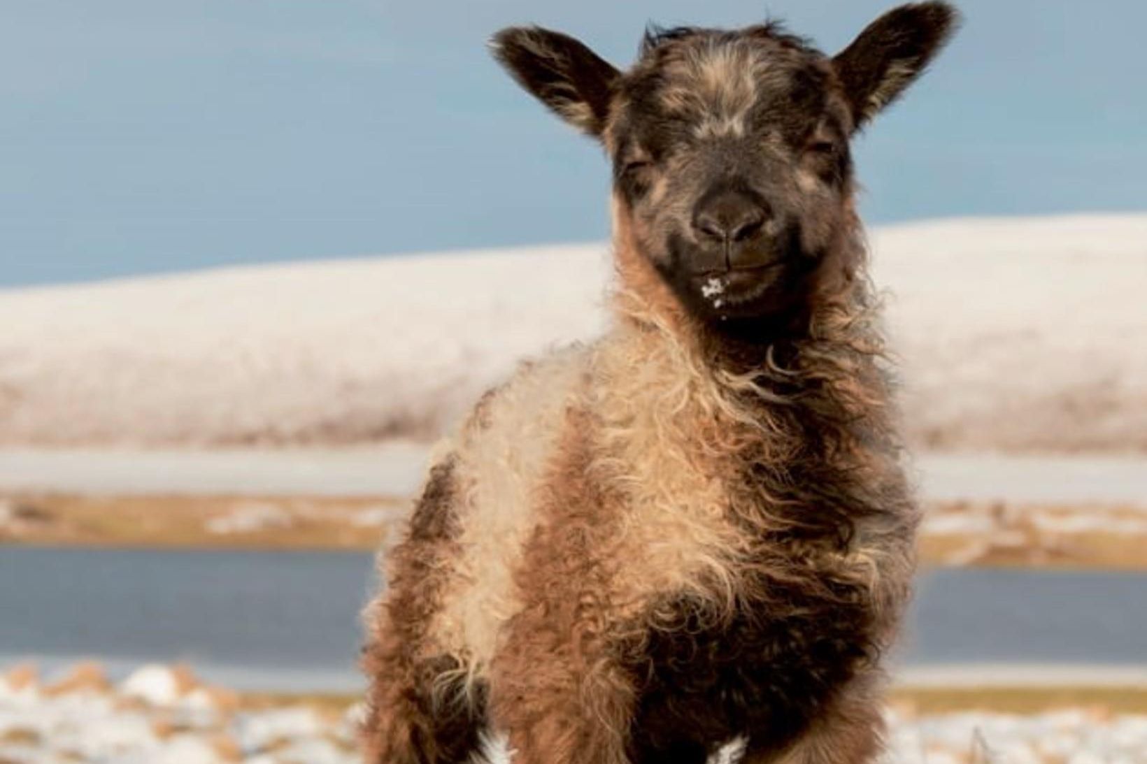 Þetta fallega lamb prýddi síðu desembermánaðar í lambadagatalinu 2020.