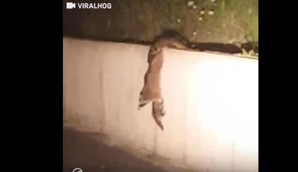 Ótrúlegt björgunarafrek 