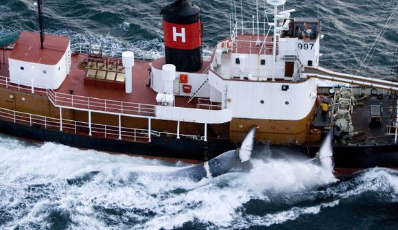 „Hvalir eru eins og hver annar fiskur"