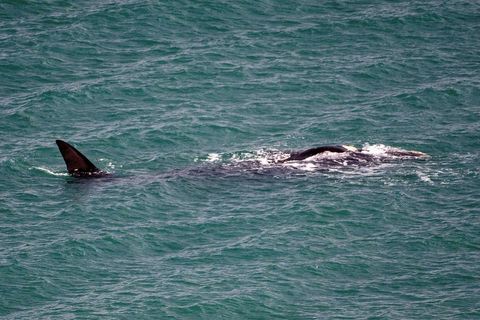 Right whales are rarely spotted in Icelandic waters.