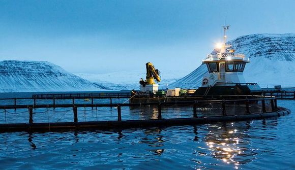 Vilja auka eldið í Arnarfirði um 4.500 tonn