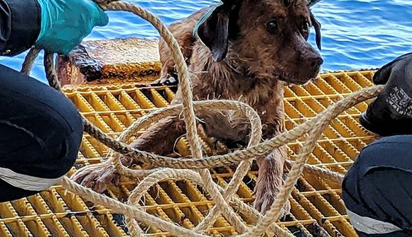 Björguðu hundi á sundi 220 km frá landi