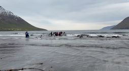 Tugir grindhvala strand í Ólafsfirði