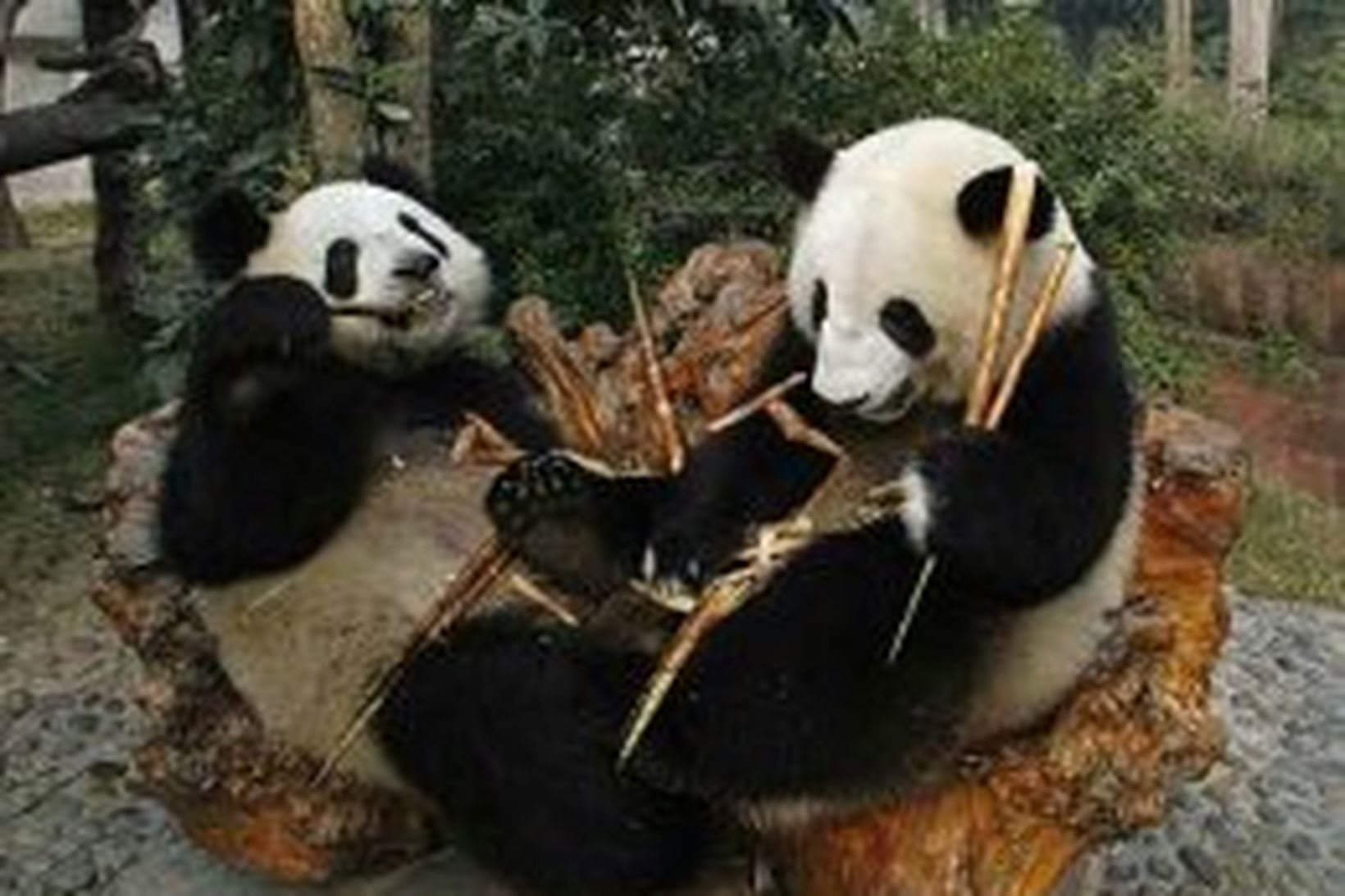 Pandabirnir borða bambus í rannsóknarstofnuninni í Chengdu.