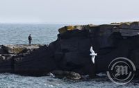 Maður og fugl í Reykjanesbæ