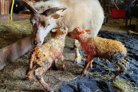 Gyða and her newborn ram lambs.