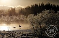 Álftir - Helluvatn - Heiðmörk - Frost