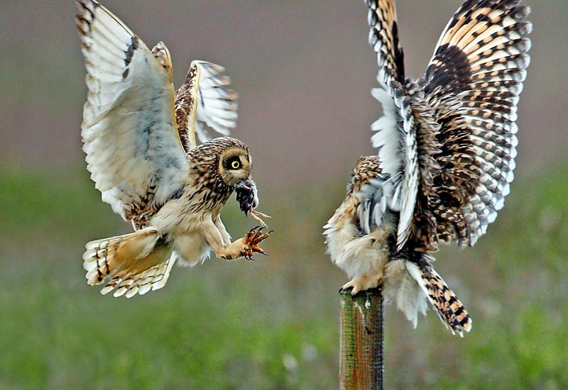 Air-delivery of an amazing meal.