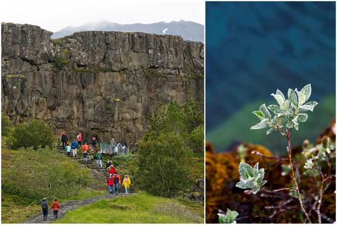 Tourist numbers at Þingvellir have increased this year.