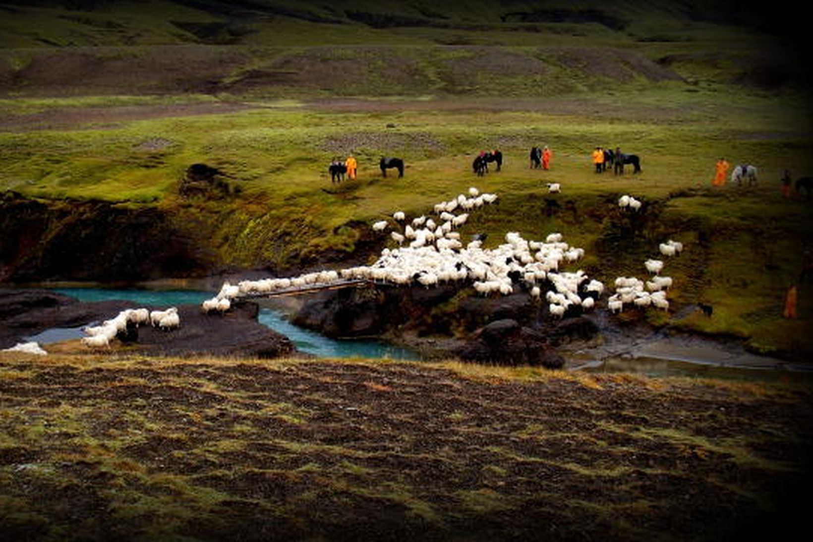 Frá fjárleitum á Rangárvallaafrétti. Fé rekið yfir brú á Markarfljóti …