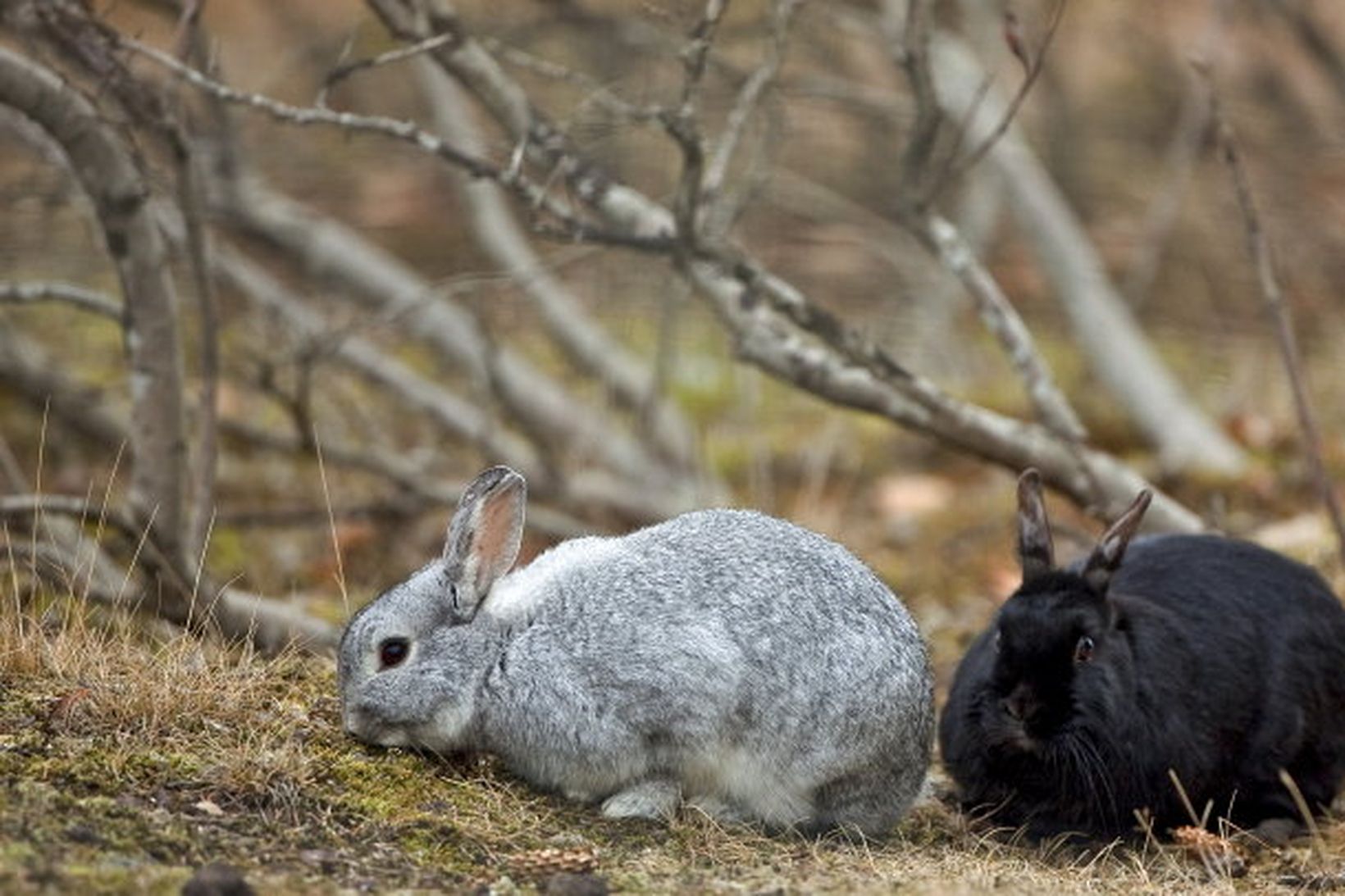 Heiðmerkurkanínum fjölgar stöðugt.