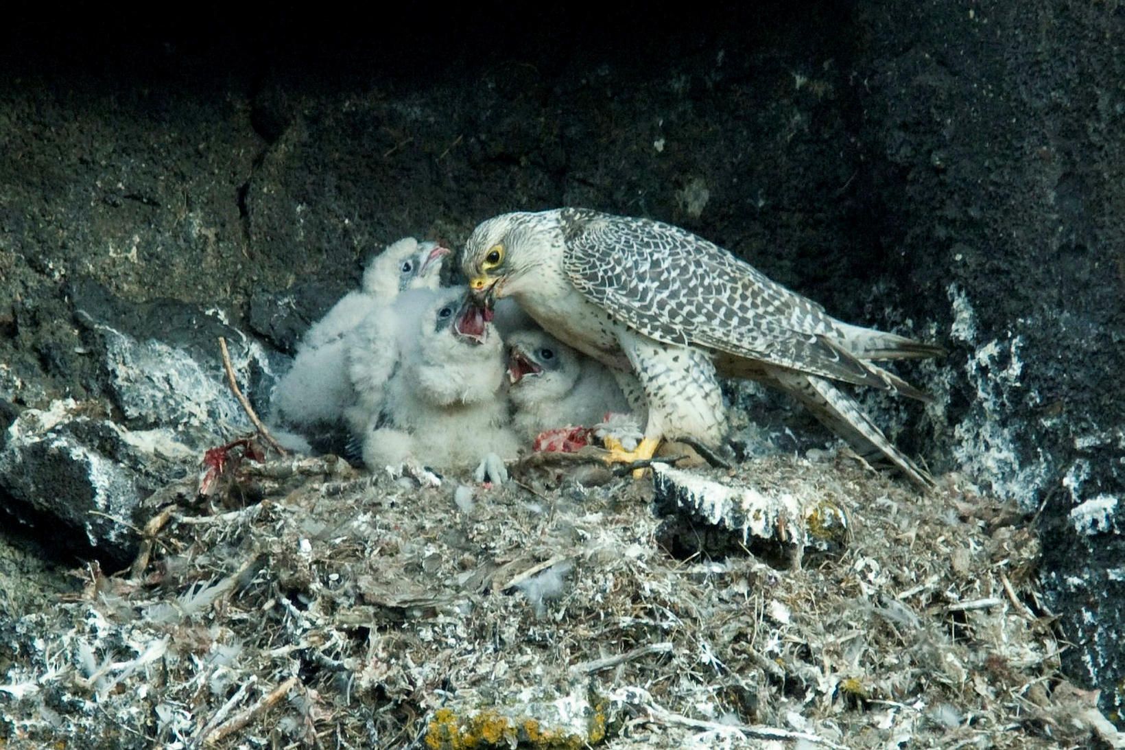 Stolt fálkamóðir með unga.