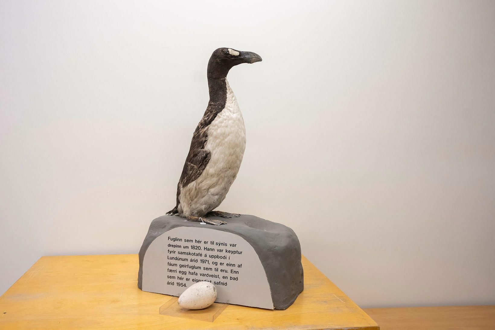 Gefa út frásögn um leit að geirfuglum