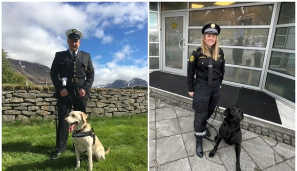 Tindi þakkað fyrir vel unnin störf með lifrar­pylsu
