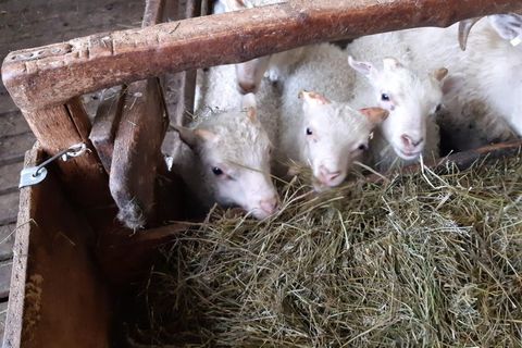 Lambs at Bergsstaðir farm.