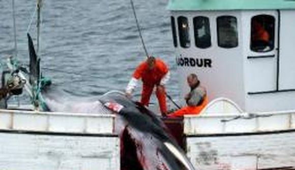 Hrefnuveiðar tilgangslausar 