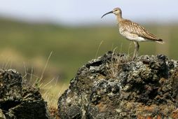 A large part of the world population of whimbrels are in Iceland.