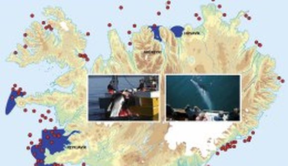 Hvalaskoðunarsamtök segja hrefnur veiddar á skoðunarsvæðum