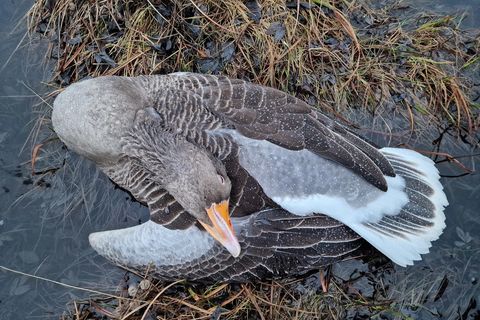 Þessi gæs fannst dauð ásamt átján öðrum í Vatnsmýrinni á sunnudag.