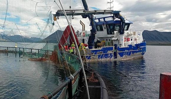 Stefna á slátrun úr kvíum í Dýrafirði í haust