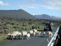 Lambær á Þjóðveginum