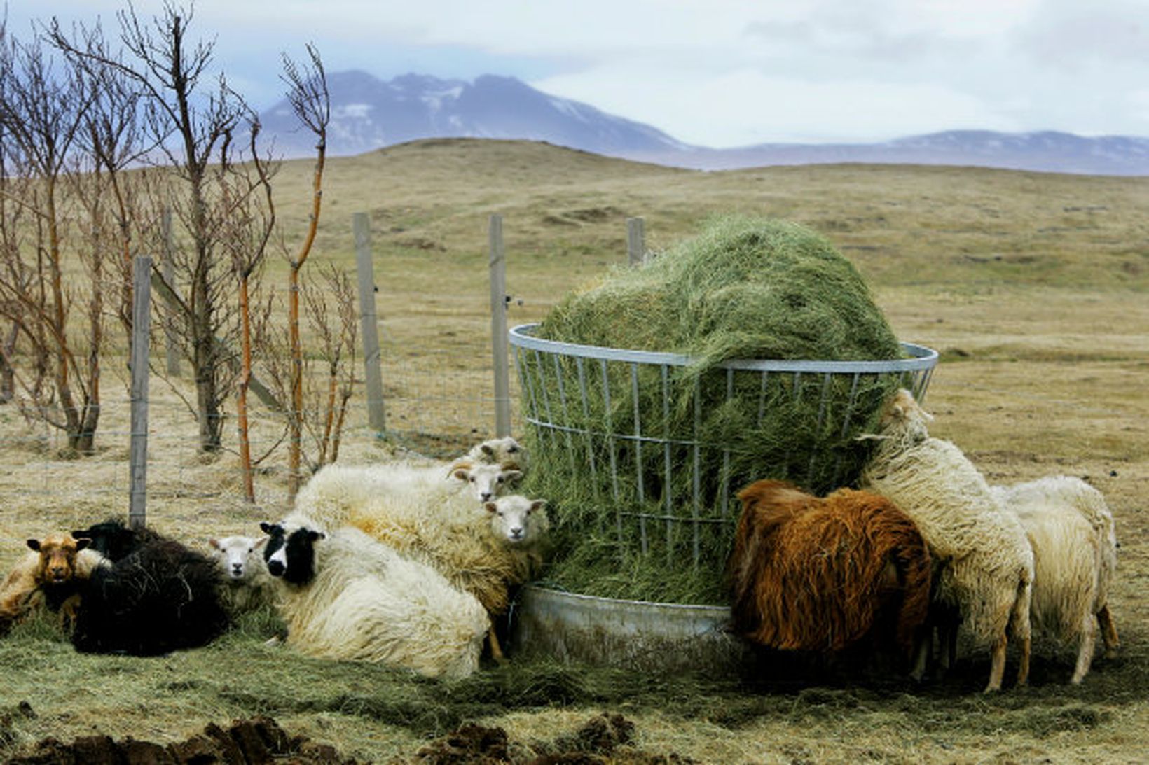 Það er eins gott að þetta heimskautafé er með ull …