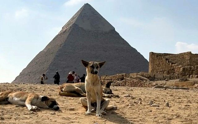 Stray dogs in Giza become tourist draw after 'pyramid puppy' sensation