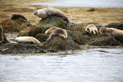 Seals are the main attraction in Hvammstangi, Northwest Iceland.