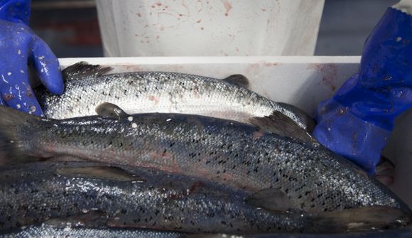 Fornleifar kunna að tefja fiskeldi við Öxarfjörð
