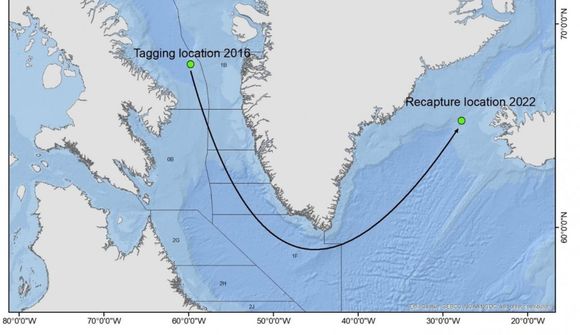 Veiddu grálúðu með 2.600 kílómetra að baki