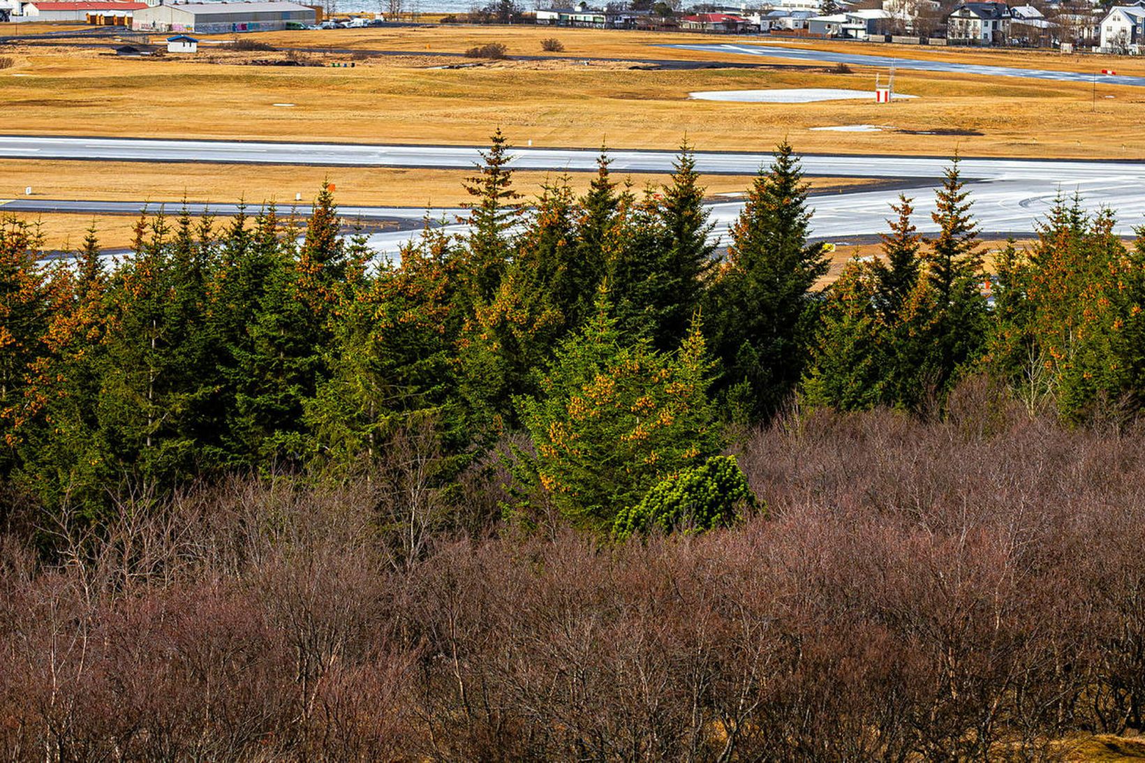 Tré í Öskjuhlíð eru komin í brautarstefnu á Reykjavíkurflugvelli.