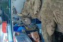Wild elephant breaks into Thai grocery store to get snacks