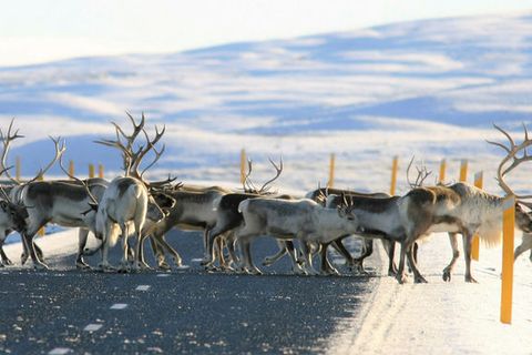 Reindeer descending onto roads in the lowlands can create a traffic hazard.