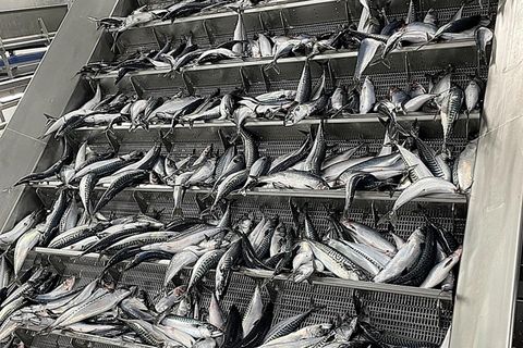 Allt var til reiðu í fiskiðjuveri Síldarvinnslunnar og vinnslan fór strax af stað.