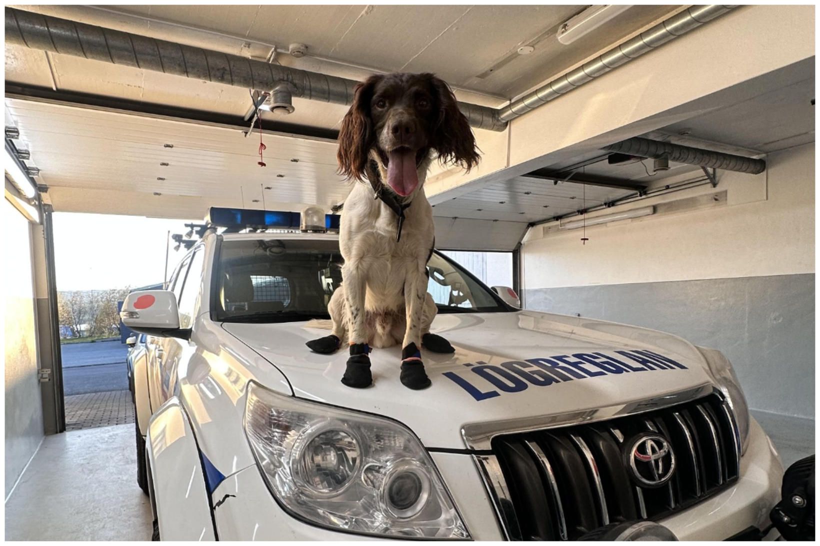 Löggæslu- og fíkniefnaleitarhundurinn Skari.