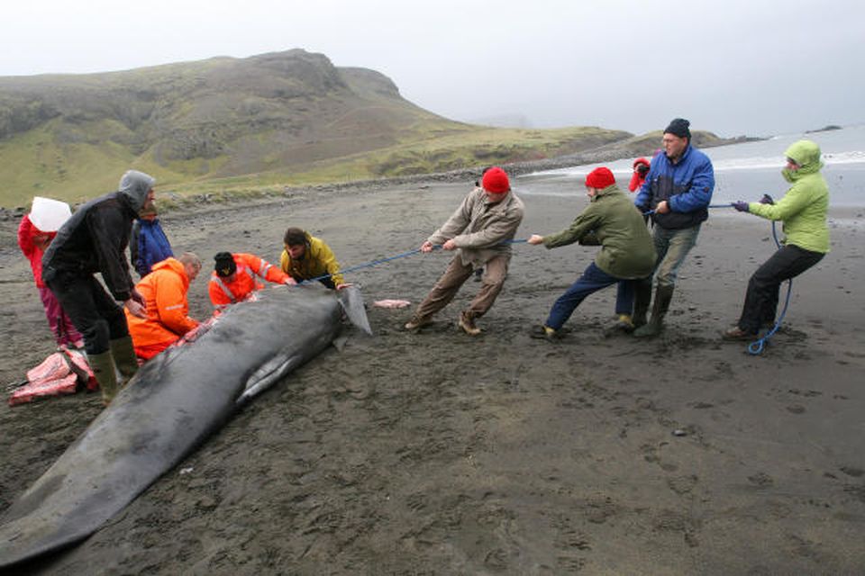 Fjölmarga grindhvali rak á land á norðanverðu Snæfellsnesi