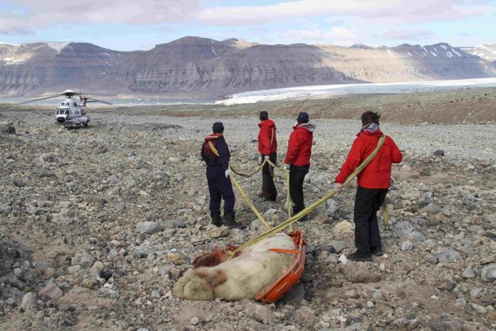 Ísbjörninn var 250 kg sem réðst á bresku ferðamennina á …