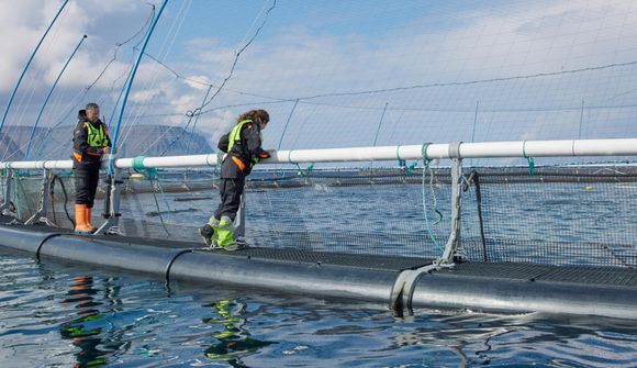 Arnarlax brýtur 100 þúsund tonna múrinn