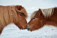 Elisa in Iceland